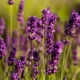 Manfaat bunga lavender untuk kesehatan dan kecantikan