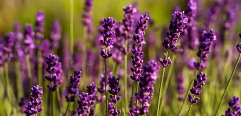 Manfaat bunga lavender untuk kesehatan dan kecantikan
